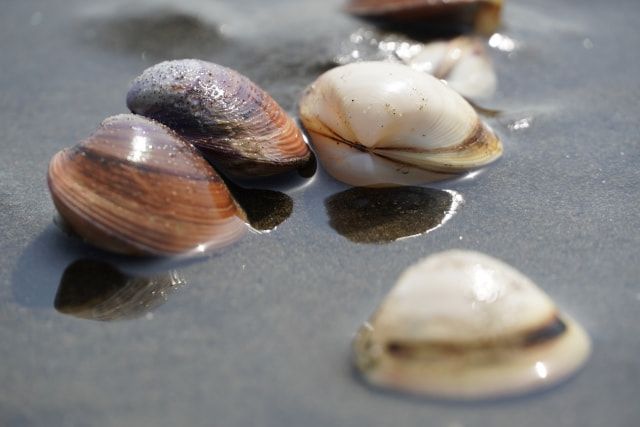 Image of shells caught in clam digging