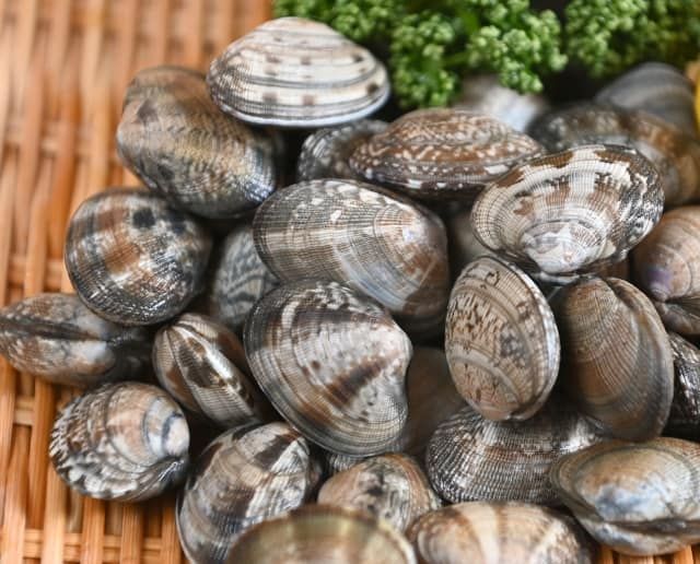Types of shellfish that can be caught by clamming