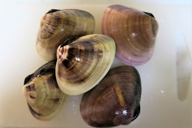 Types of shellfish that can be caught by clamming