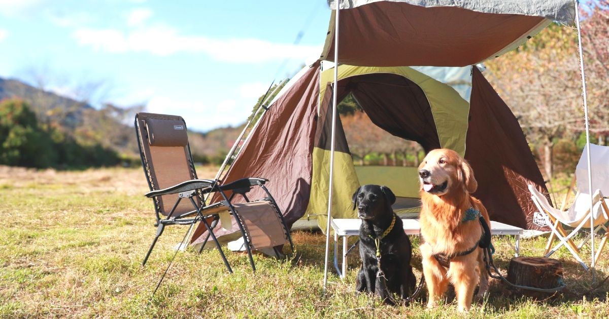 Pictures of recommended campsites in Kanto where you can bring your dog!