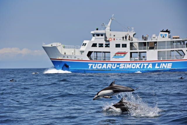 イルカウォッチングは全国で通年楽しめる