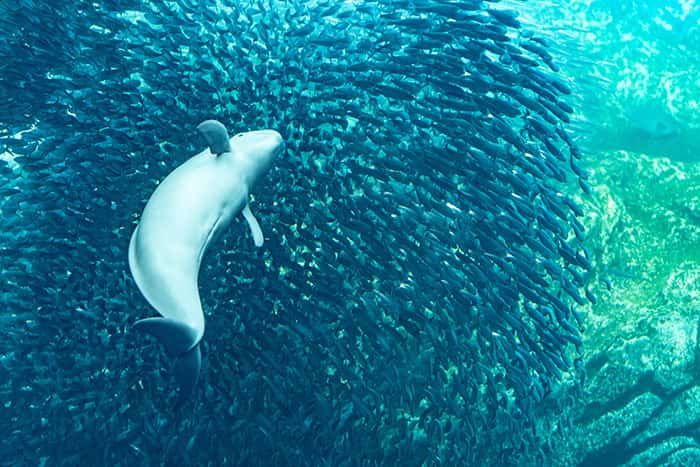 Chiba / Choshi Dolphin Watching