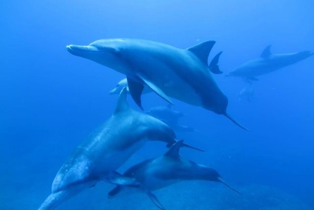 Wakayama / Nanki Dolphin Watching