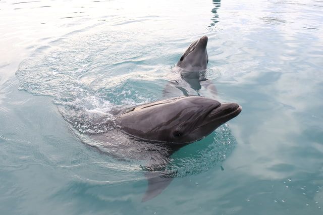 Dolphin contact experience at Motobu Genki Village