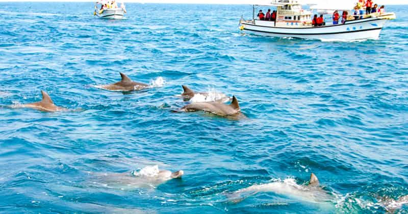 Recommended spots for dolphin watching nationwide! Explains the timing and contact experience