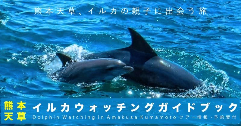 [Dolphin Watching Spots ~Kumamoto/Amakusa~] Encounter rate about 99%! Image of popular experience tour reservation ranking & list of tour shops << latest information information >> to see a group of wild dolphins