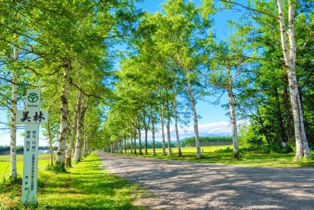 北海道　道東　おすすめ観光スポット　初夏　十勝牧場　白樺並木