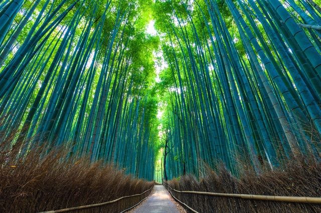 京都・嵐山にある竹林の小径
