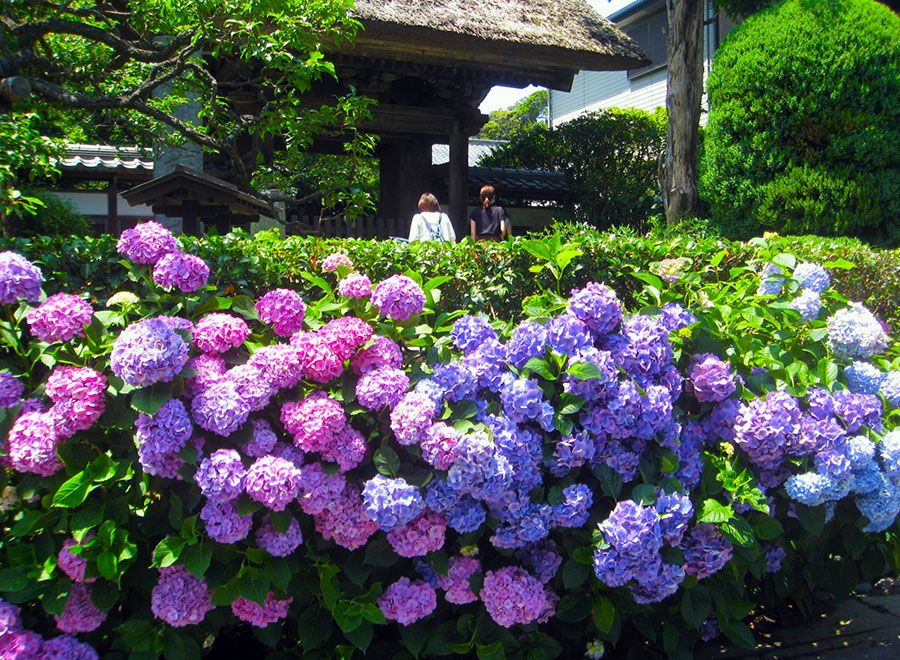 Enoden Sightseeing Spots Enoshima Electric Railway Gokuraku-ji Temple Gokuraku-ji Station Thatched roof and beautiful colorful hydrangeas Sanmon gate