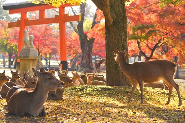 奈良　奈良公園の鹿　秋