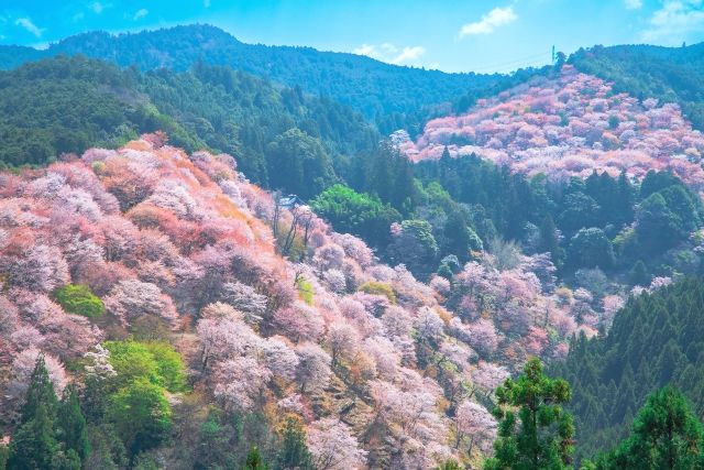 奈良・吉野山　中千本　春の桜