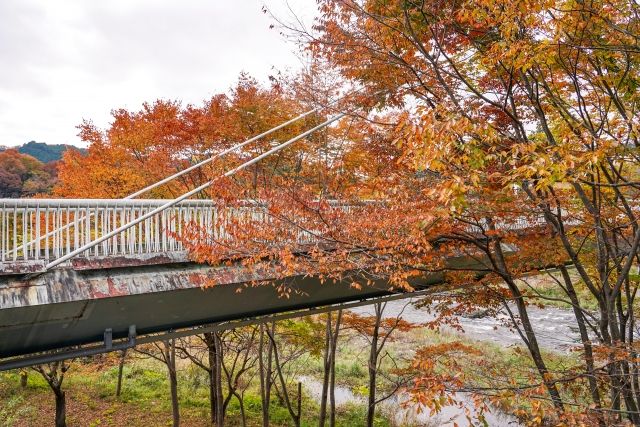 東京・青梅市の鮎美橋からみる多摩川上流の紅葉