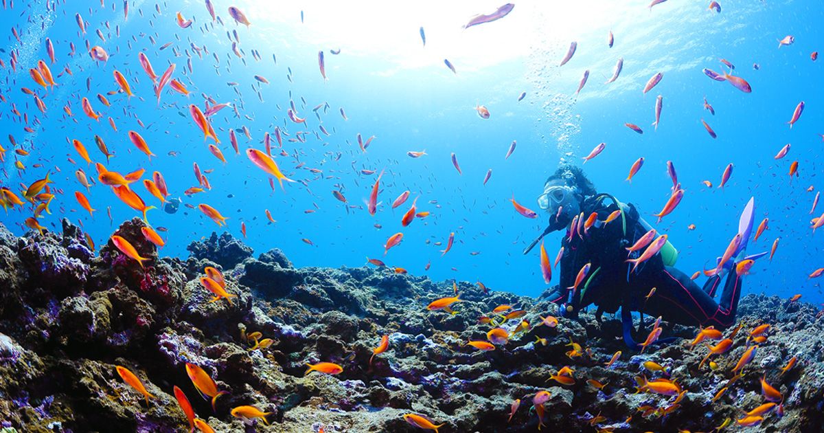 沖縄で2月にダイビング！寒い？対策＆おすすめスポットは？　熱帯魚　サンゴ礁　珊瑚礁　株式会社ブルースペース