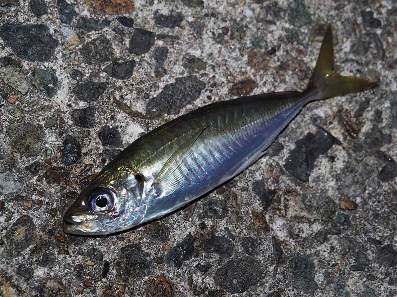 鲭鱼鱼饵、诱饵和假蝇