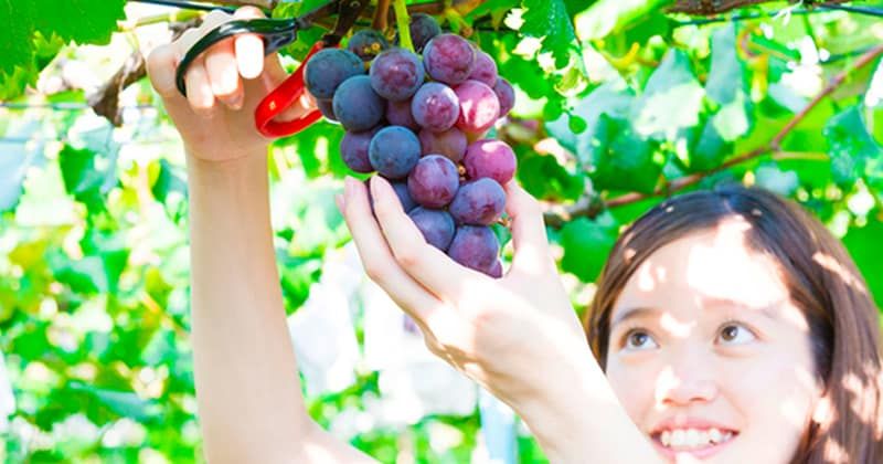 Annual fruit picking schedule in Japan! Image of thorough explanation of seasonal season and production area for each fruit