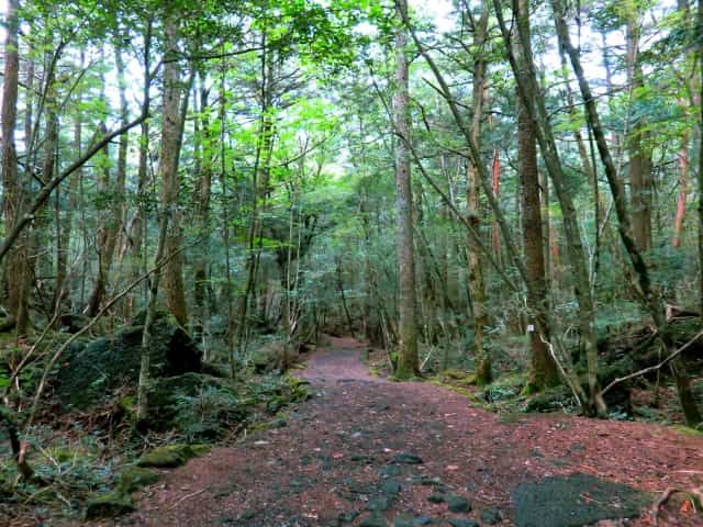 富士箱根伊豆国立公園 観光スポット 遊び レジャー特集 富士箱根伊豆国立公園 観光スポット 遊び レジャー特集