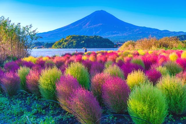 山梨 富士山と河口湖とコキア