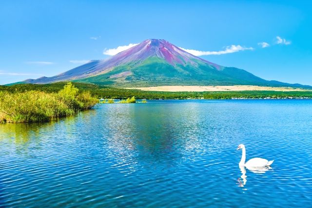 山梨 山中湖と富士山と白鳥