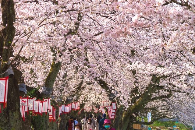 후쿠이의 후쿠이 벚꽃 축제