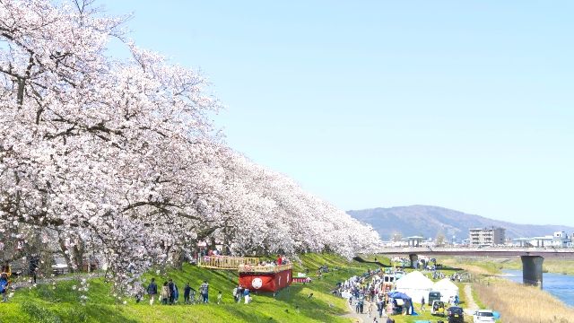 후쿠이 벚꽃 축제