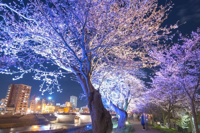 후쿠이 벚꽃 축제의 라이트 업
