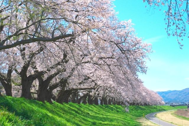 Cherry blossom trees along the Asuwa River