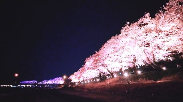 足羽川桜並木のライトアップ