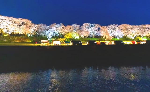 Illumination of Asuwa River cherry blossom trees