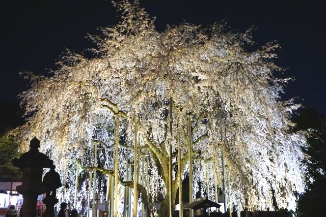 Weeping cherry blossoms at Asuwa Shrine illuminated