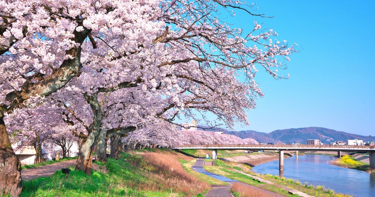 후쿠이 벚꽃 축제 2024 라이트 업 & 포장 마차 주차장 가이드의画像