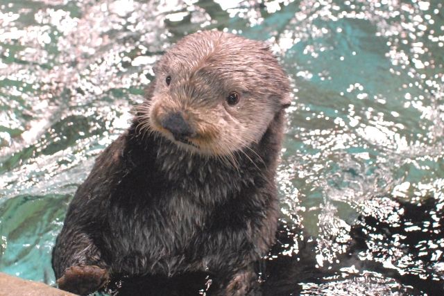 Marine World Uminonakamichi Sea Otter