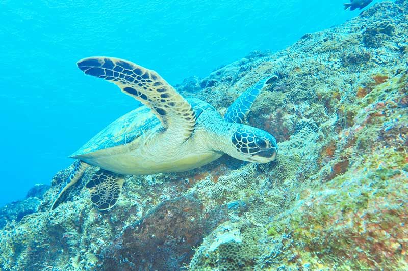 The charm of Hachijojima diving