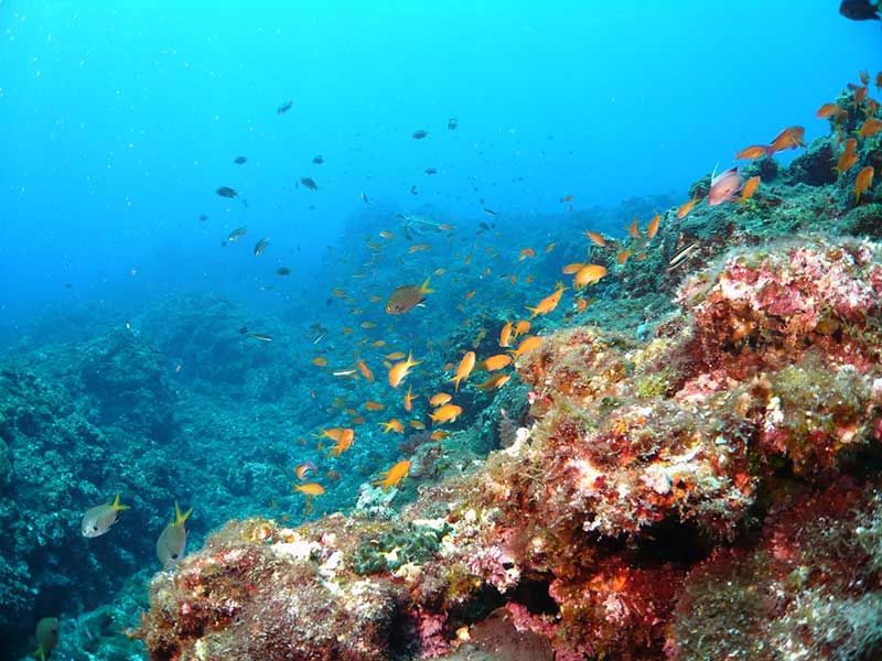 Temperature and water temperature for Hachijojima diving