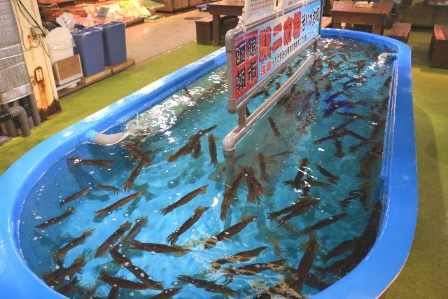 北海道、函館美食觀光地 函館早市“特產活魷魚釣場“