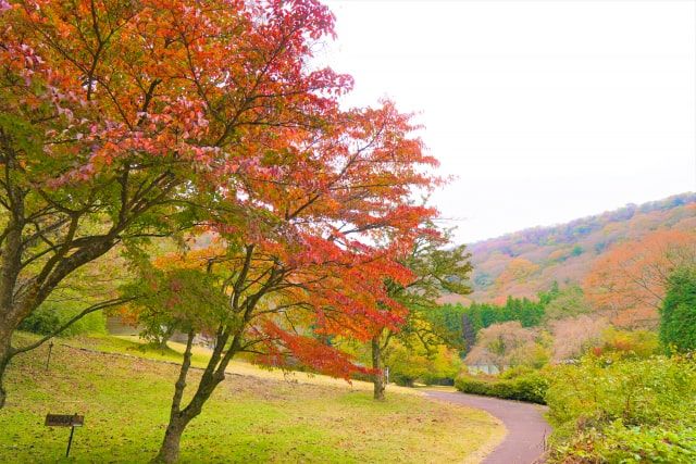 箱根觀光地 九頭龍之森 與九頭龍誕生有關的聖地 本州分佈的植物約 70% 自然生長 聖地 野鳥 鹿 昆蟲 崇拜對象 蘆之湖岸邊 3.5 公里長廊 廣場 休息區 散步 能量點