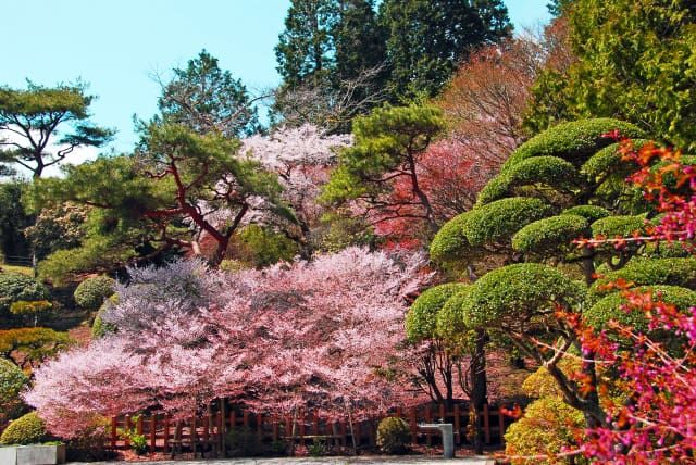 ฮาโกเน่　人気スポット　สวนออนชิ-ฮาโกเนะ　ฮาโกเน่ ริคิว　桜　ツツジ　ヤマユリ　抜群の眺め　ห้องสังเกตการณ์ริมทะเลสาบ　展示室　休息所　喫茶室　バルコニー　ภูเขาฟูจิとทะเลสาบอาชิの絶景を一望