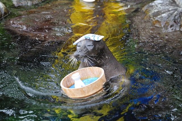 箱根　人気スポット　子供と楽しむ　箱根園水族館　日本一標高の高い場所にある海水水族館　バイカルアザラシのショー　温泉アザラシ　頭に手ぬぐい　桶を持ち登場　富士山と芦ノ湖を一望できる絶好のロケーション