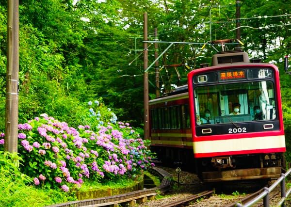 Hakone　観光スポット　Hakone Tozan Train　Historical mountain railway　Hakone湯本　強羅　Switchback　Hydrangea blooming along the railway line during the rainy season　Hydrangea train