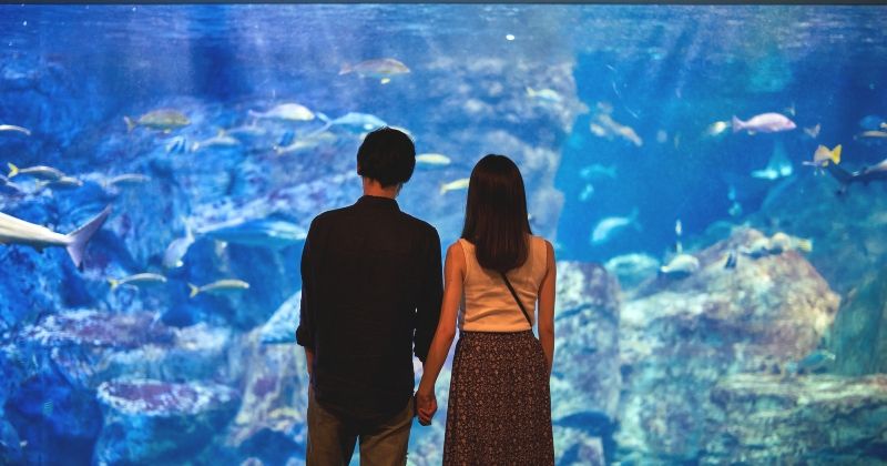 What do you do on a half-day date? Images introducing recommended tourist spots in Tokyo, Kanagawa, and Saitama