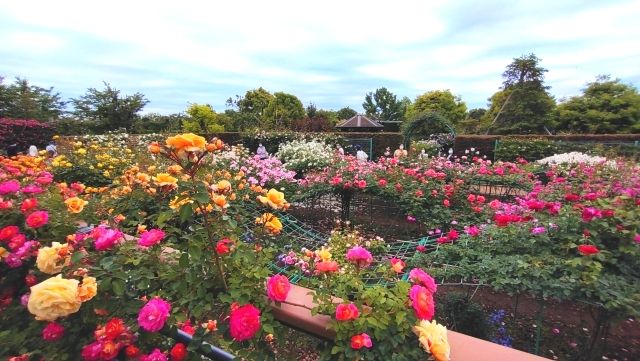 Flower garden rose garden