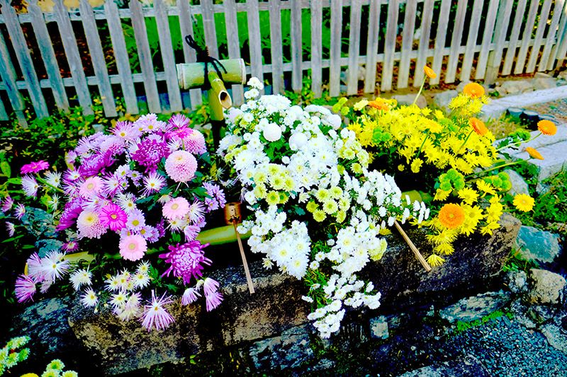 京都　小倉山　二尊教院華臺寺の上品でオリジナリティあふれる季節の花手水