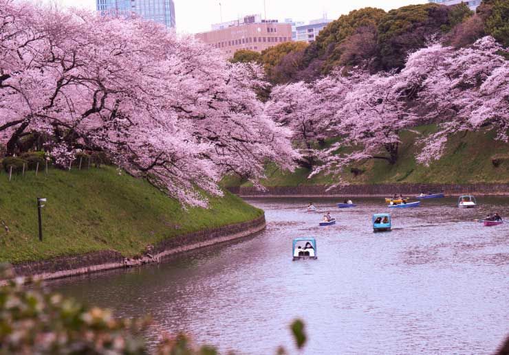 Hanami - cherry blossom viewing
