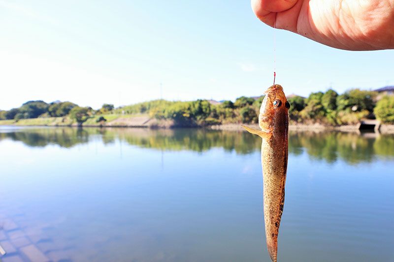 ハゼ釣りの時期はいつまで？釣り方と釣れる場所・時間帯を徹底調査！