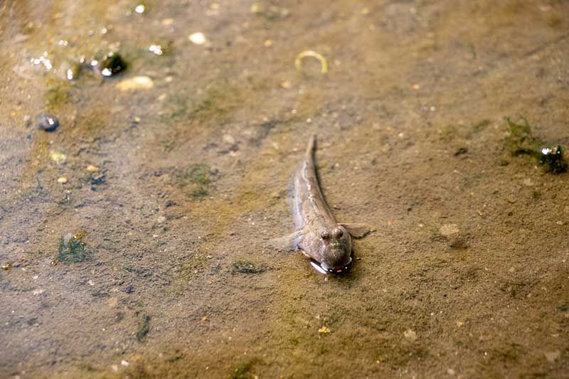 ハゼ釣りの時期はいつまで？釣り方と釣れる場所・時間帯を徹底調査！