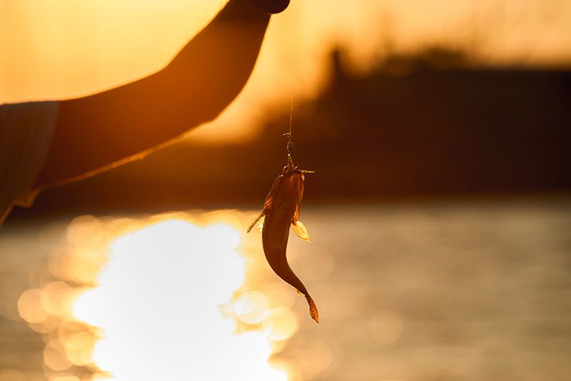 飛釣的季節是什麼時候？徹底調查釣魚方法和捕撈地點和時間！