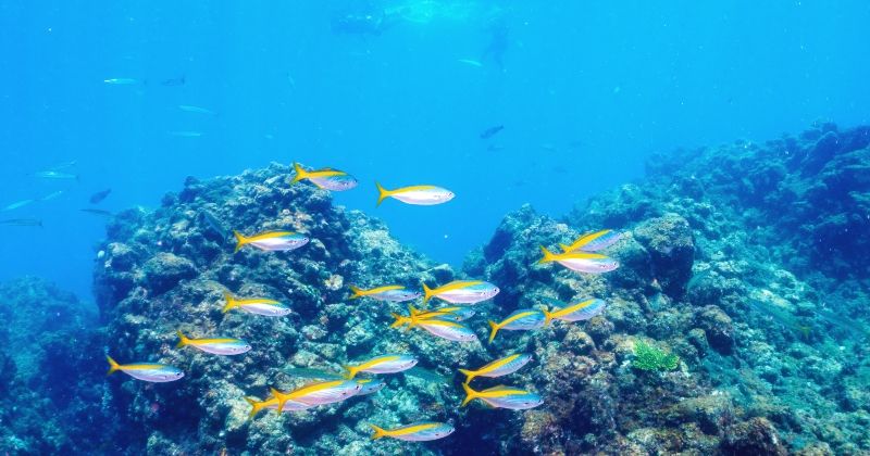 Shizuokaof秘境！ヒリゾ浜 snorkeling体験ツアー レポート【2023】of画像