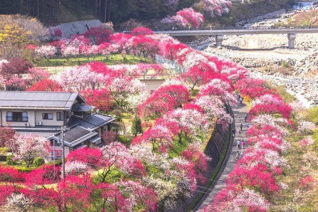 長野、花桃の里