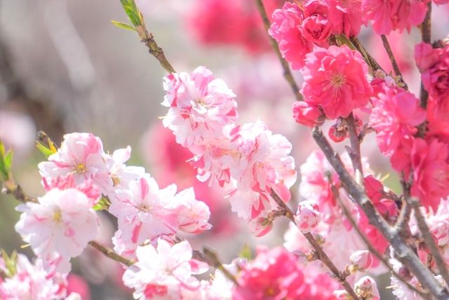 長野、花桃の里の桃の花