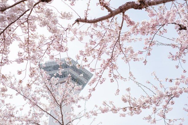 4月後半は春の息吹も感じられます　五稜郭と桜