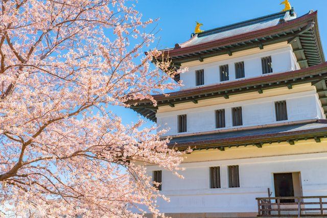 Matsumae Castle and cherry blossoms